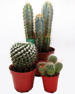 Cactus / Kaktusak